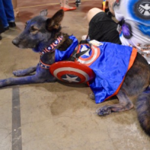 Captain American puppy